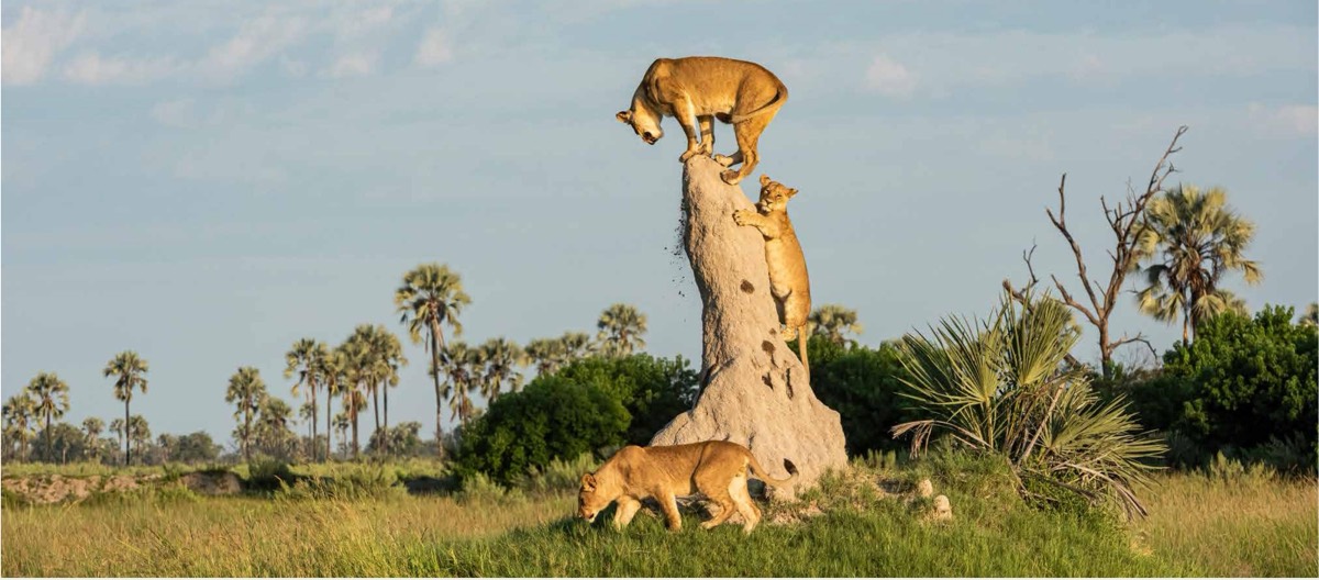 Lions on a termite mound among the palms of the Okavango, Botswana