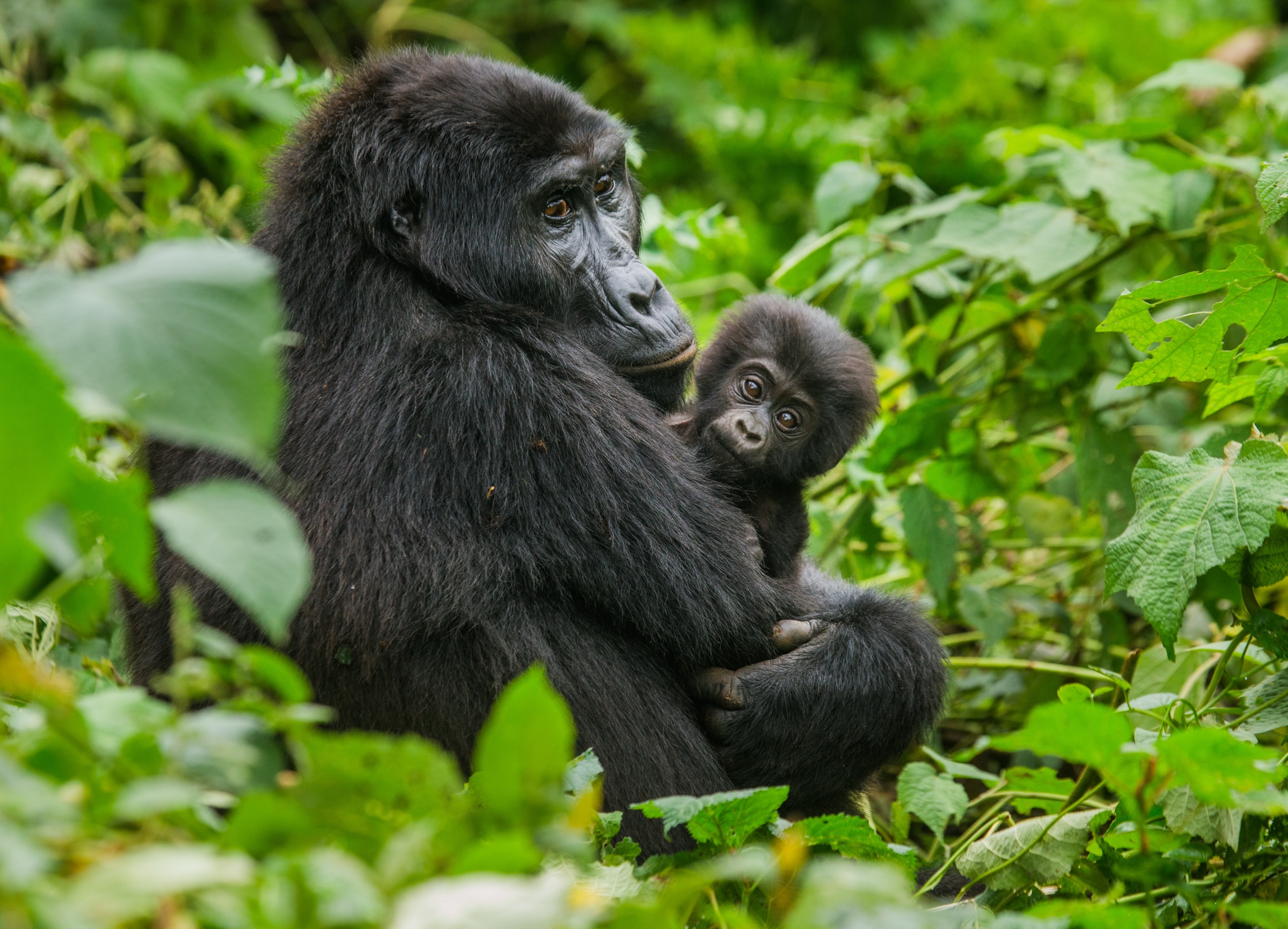 A mother mountain gorilla with her baby in Bwindi Impenetrable Forest.