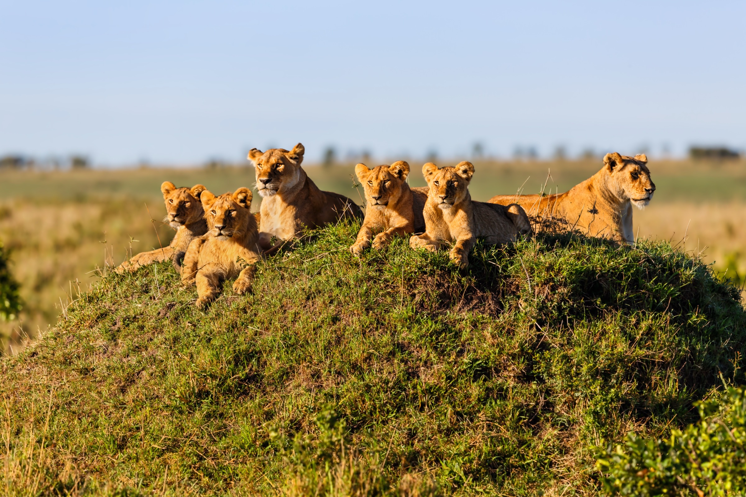 A pride of lions and cubs on a termite hill in the Maasai Mara at golden hour.