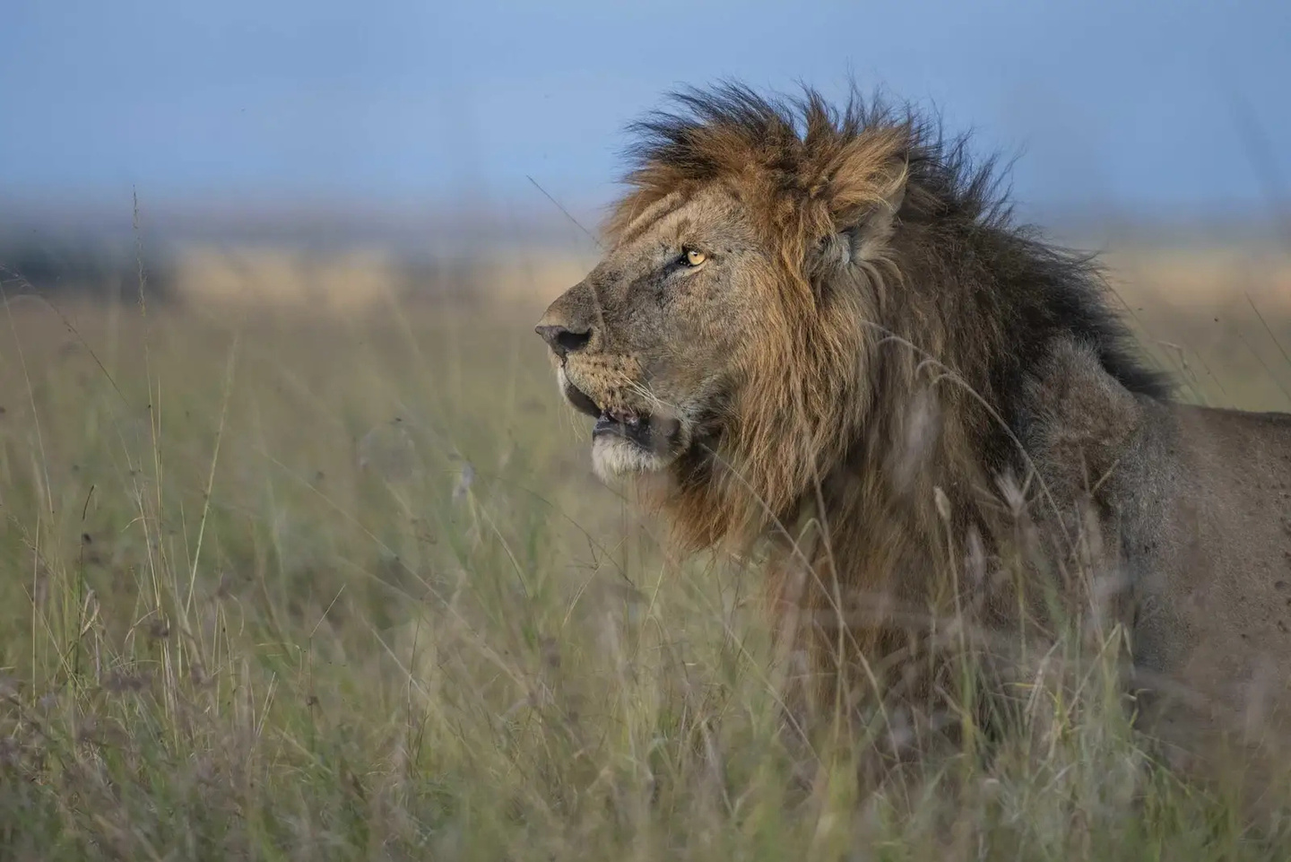 A lion in the long grass of the Maasai Mara.