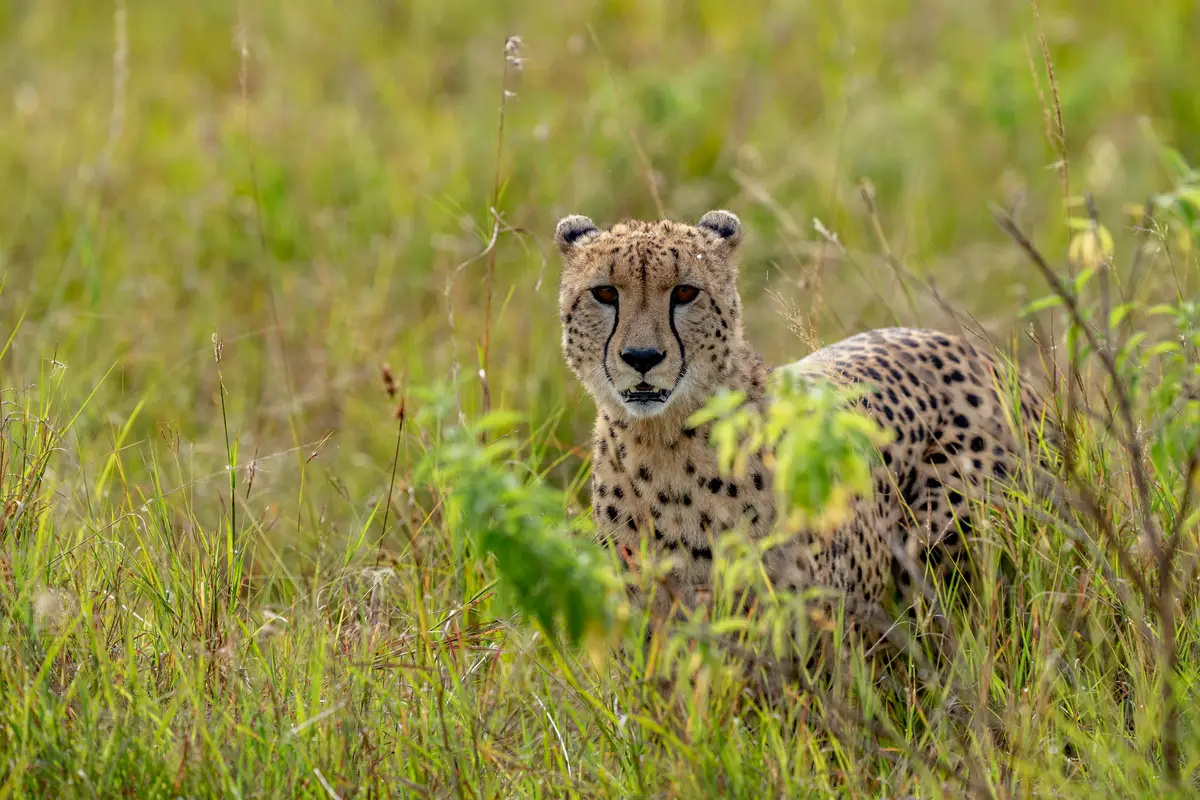 A cheetah in the long grass.