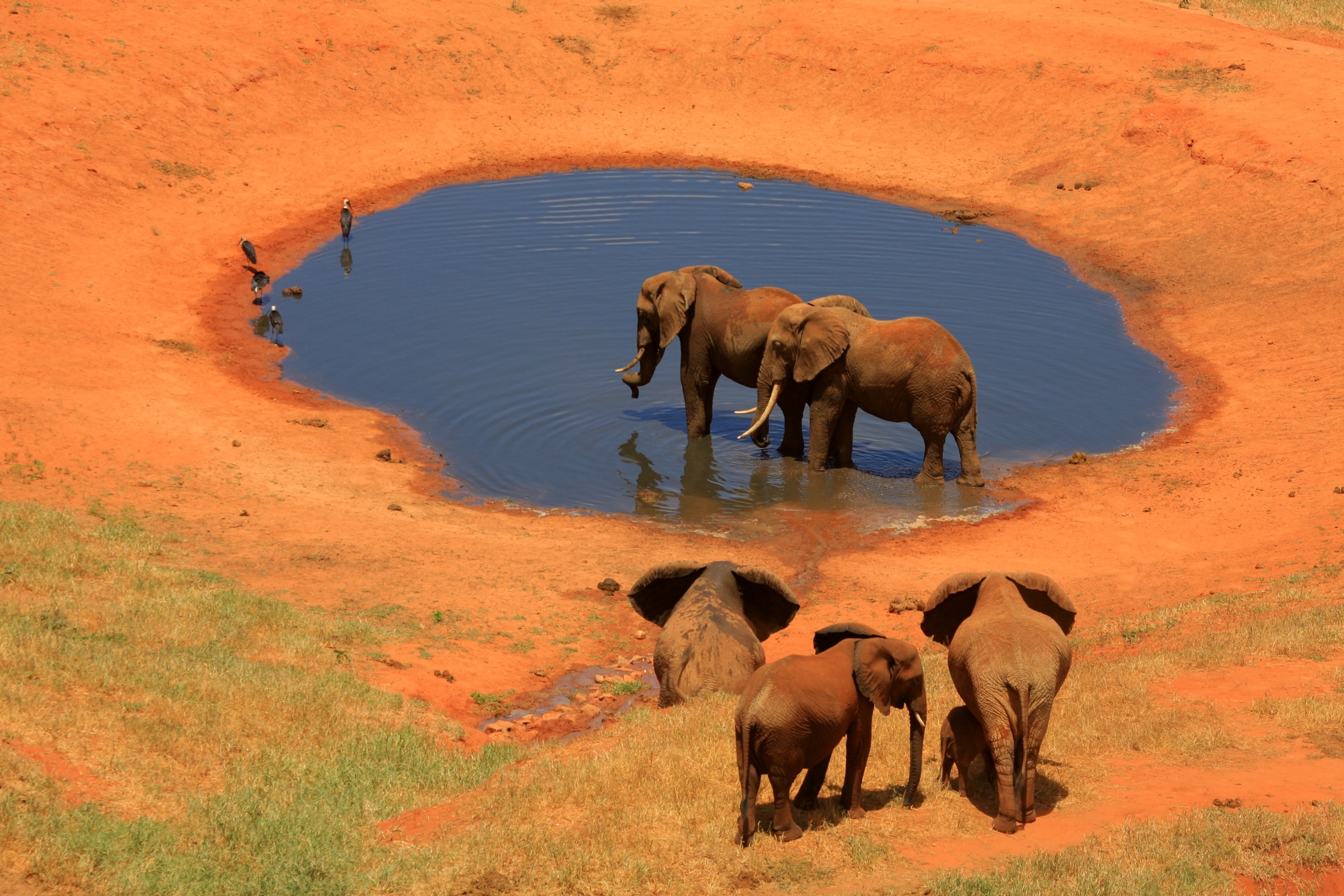 An elephant dusted in Tsavo's red earth at a waterhole.