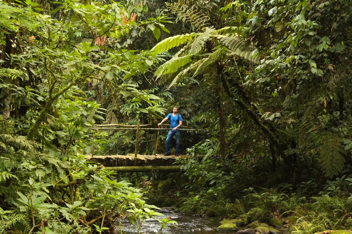 A traveller hiking through the cool, misty mountains of Rwanda.
