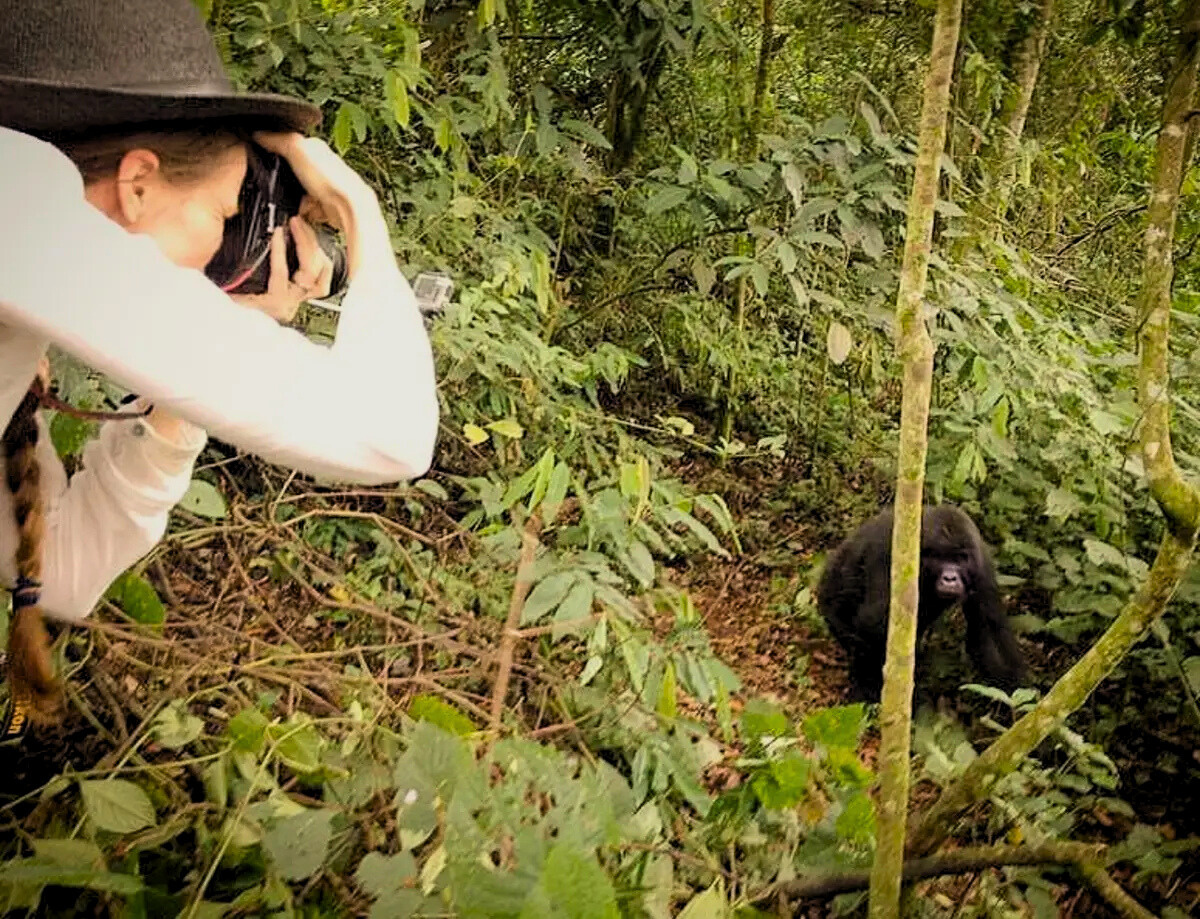 A photographer framing a shot of a young gorilla in the forest.