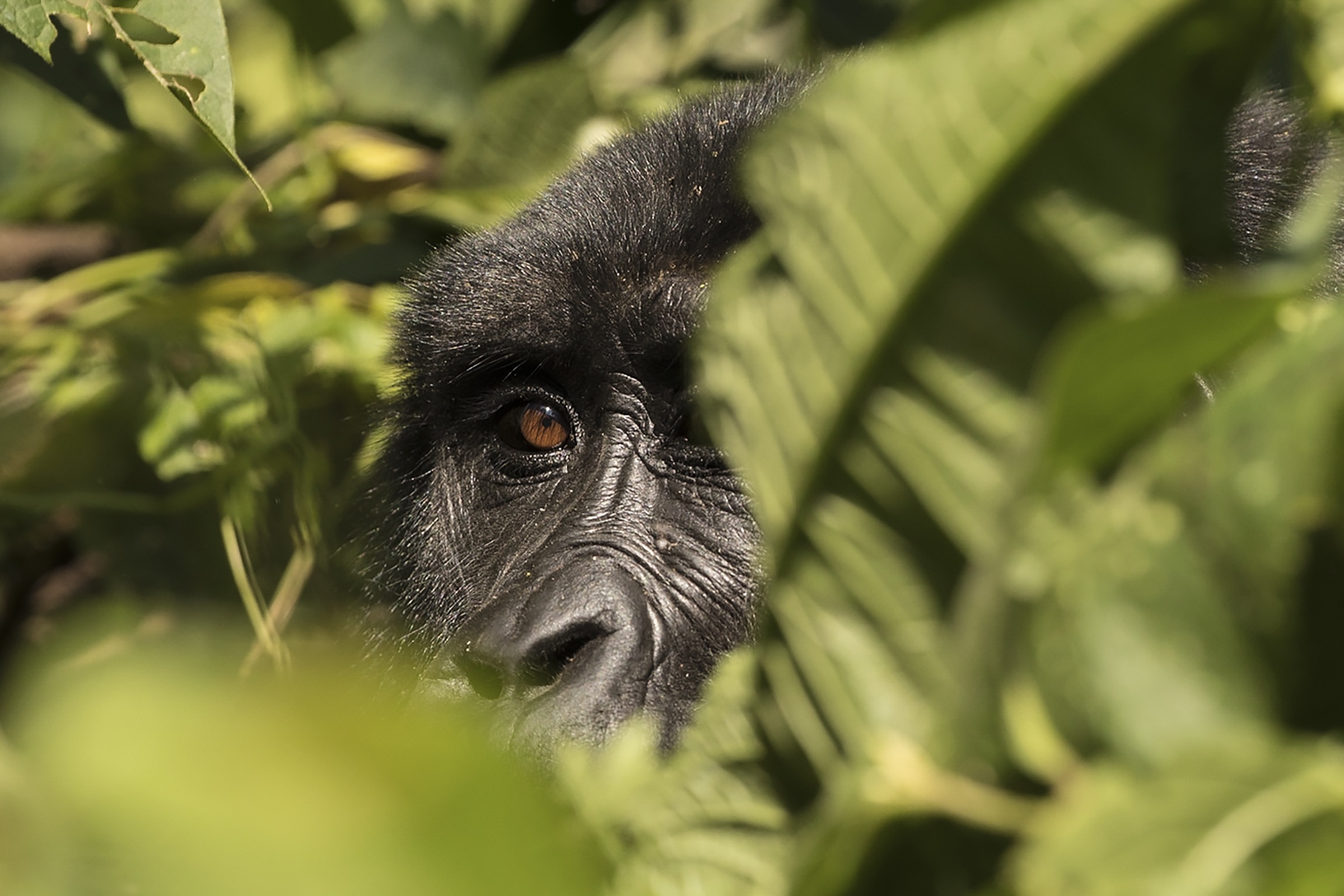 A silverback peering out from the dense vegetation of Bwindi Impenetrable Forest.