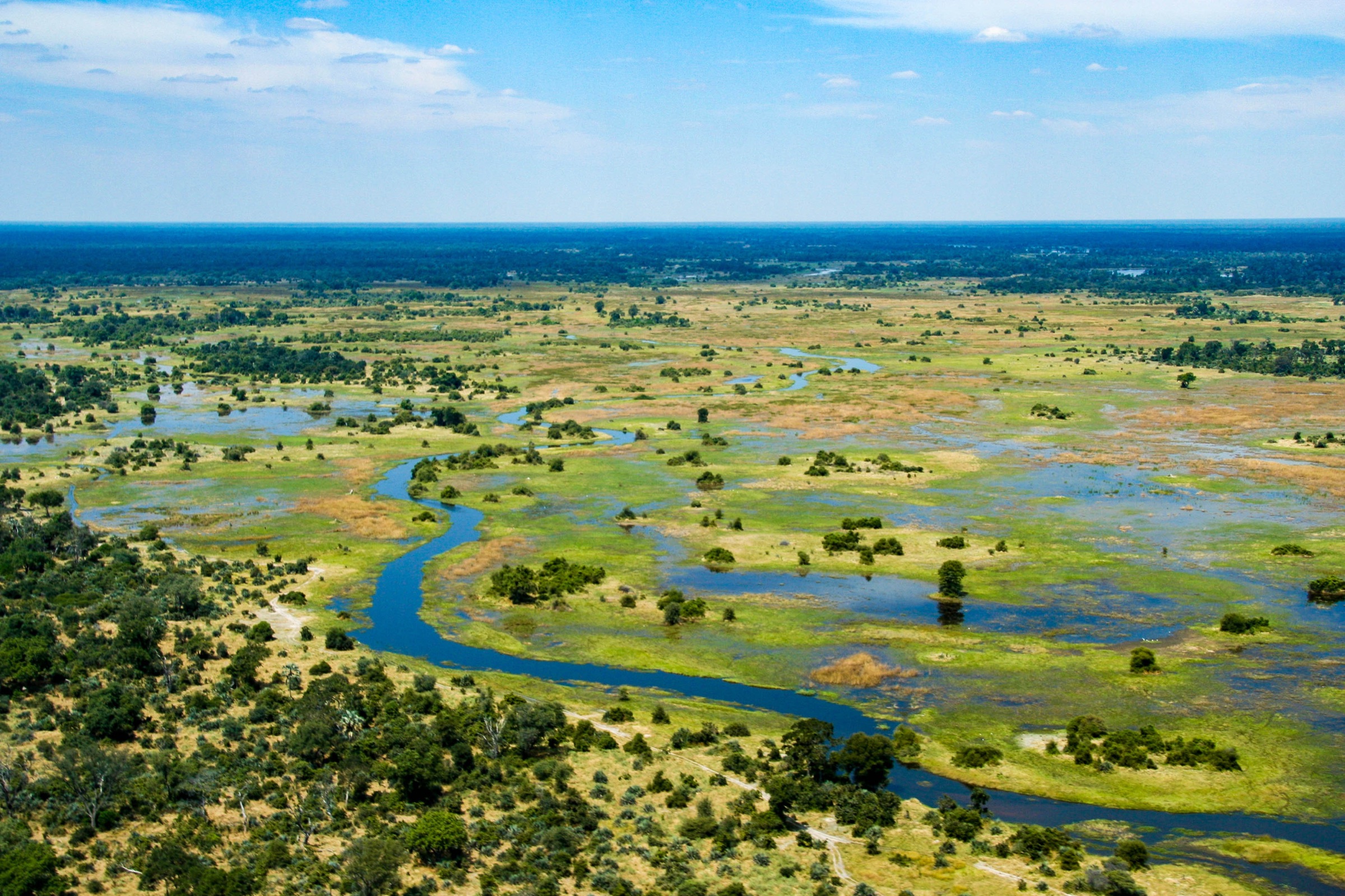 Aerial view of the Okavango Delta in flood, water channels braiding through the bush.