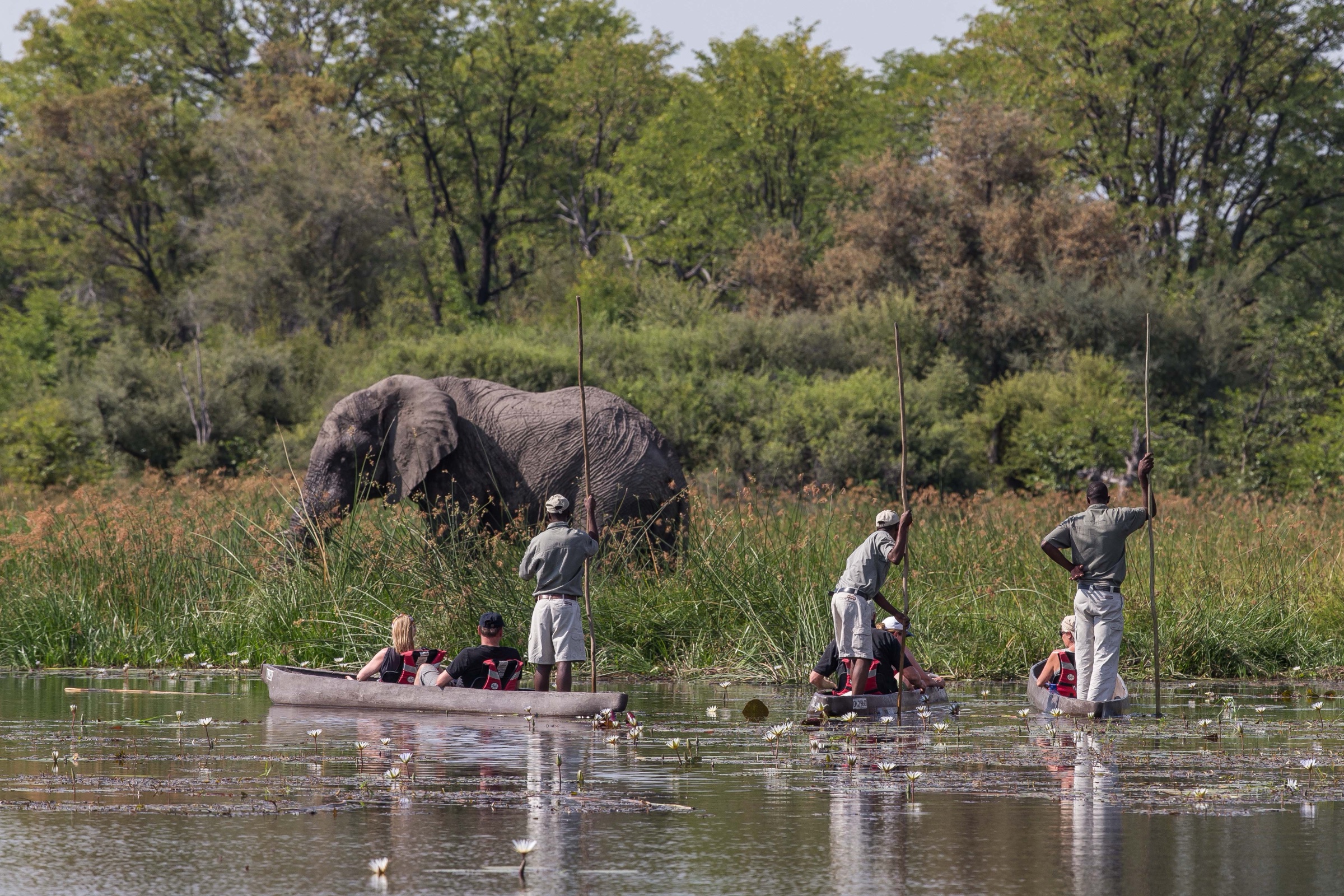 Travellers in a mokoro on the Okavango Delta, an elephant at the reeds.