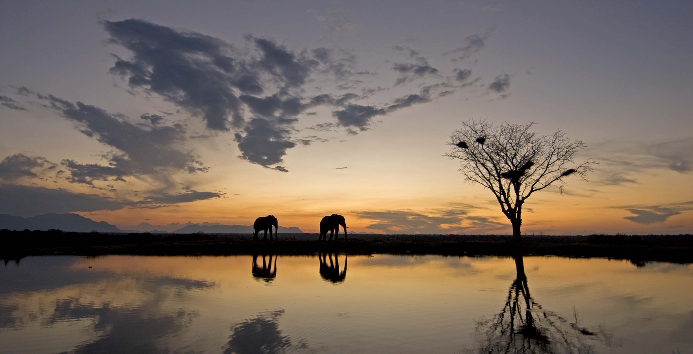 Two elephants silhouetted at a Kruger waterhole at sunset.