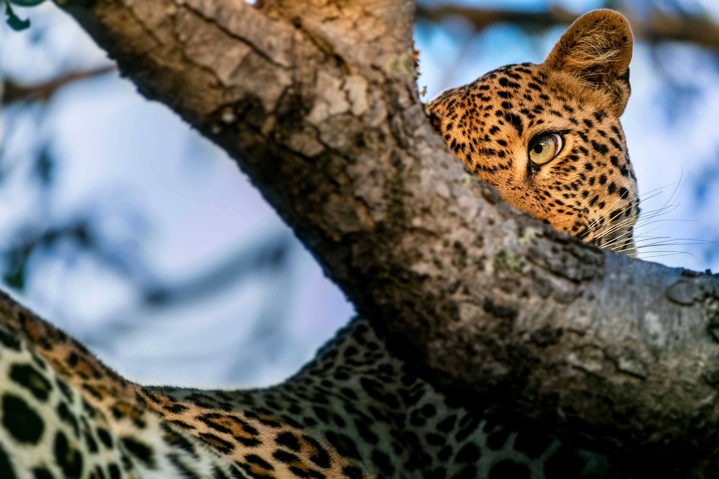 A leopard peering from the fork of a tree at golden hour, Sabi Sand.