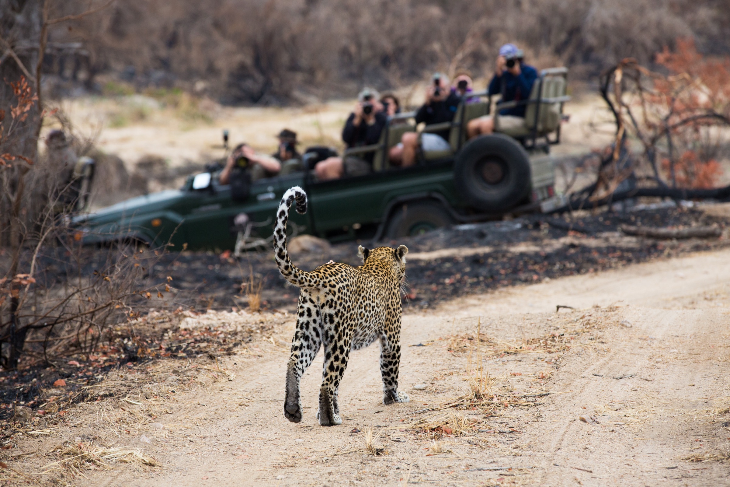 A leopard walking past an open game viewer in the Sabi Sand bushveld.