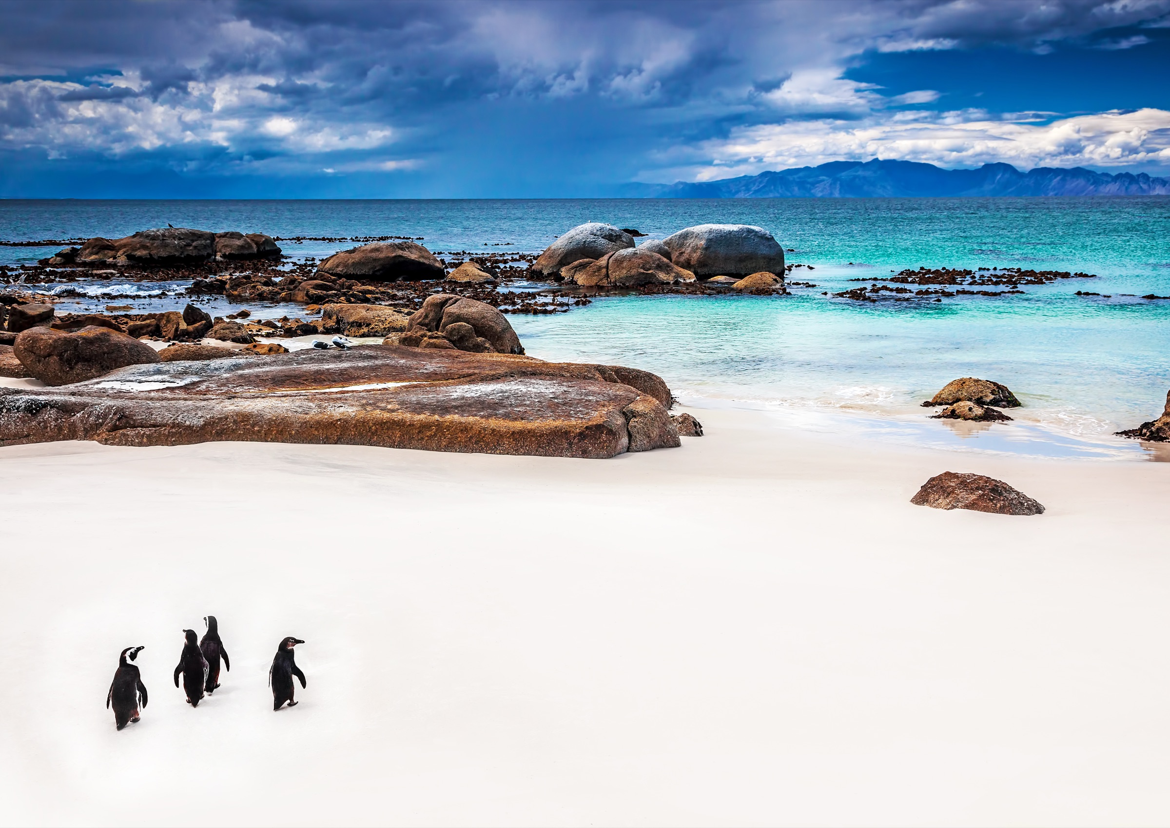 African penguins on the white sand at Boulders Beach, Cape Town.