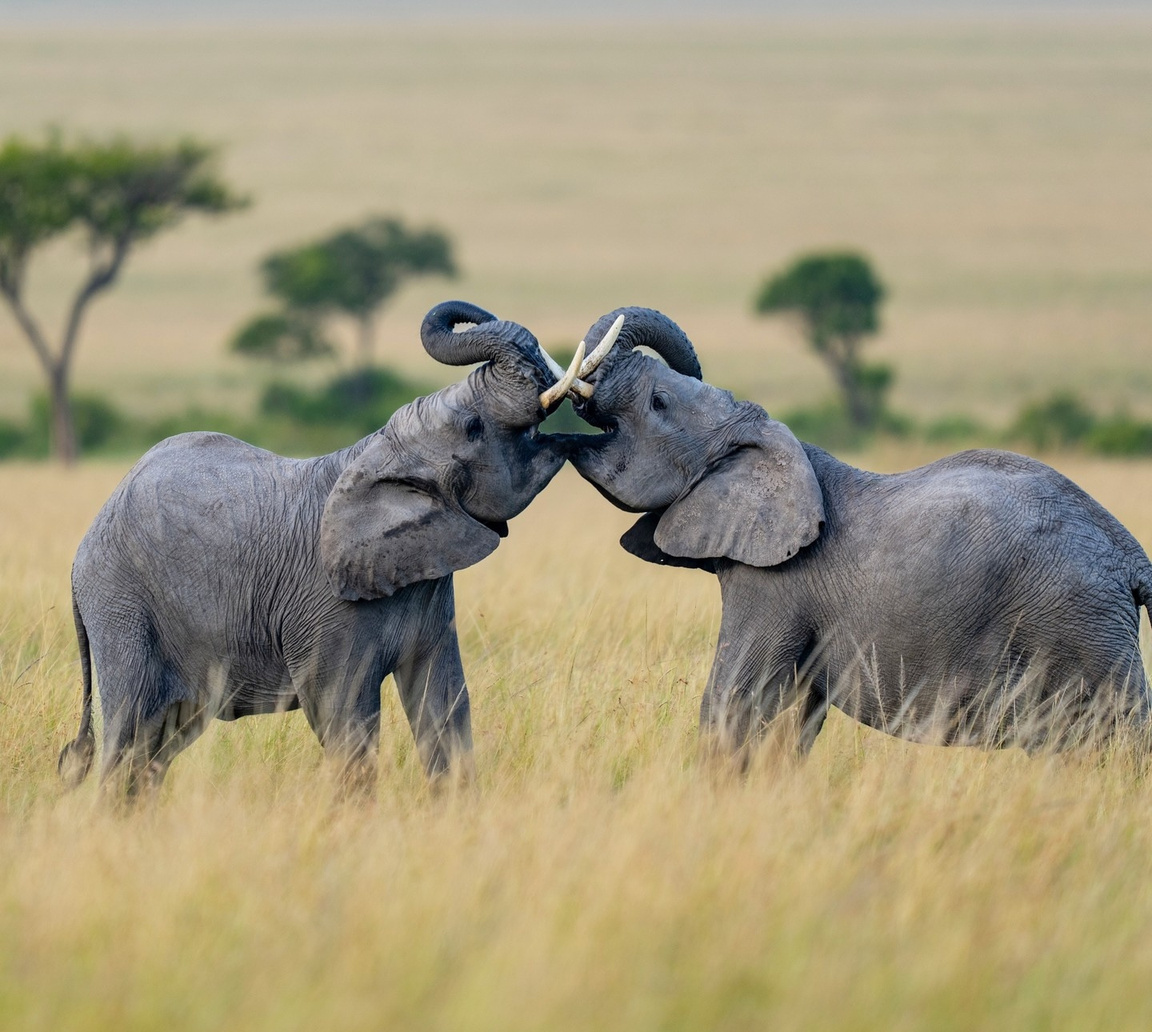A safari moment in Southern Africa.