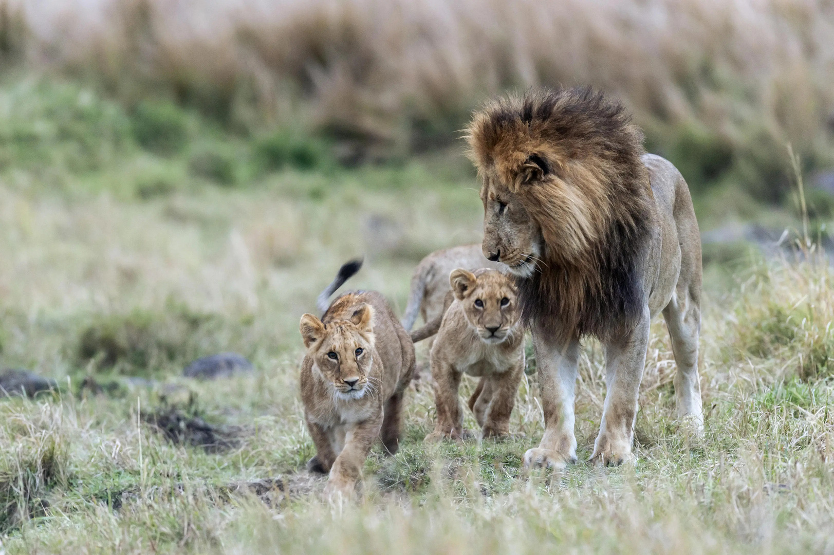 A quiet evening at a Southern African camp.