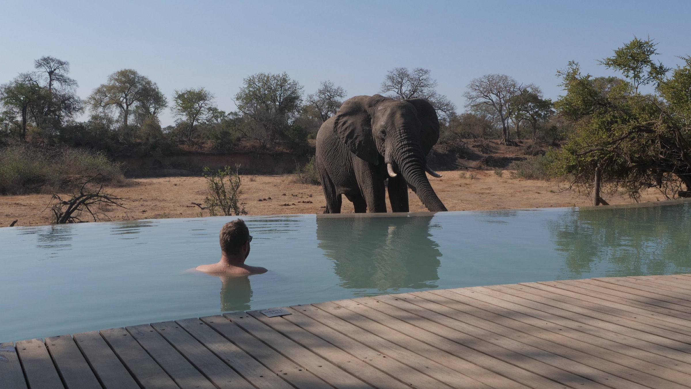An elephant standing beside a private plunge pool at a Sabi Sand suite.