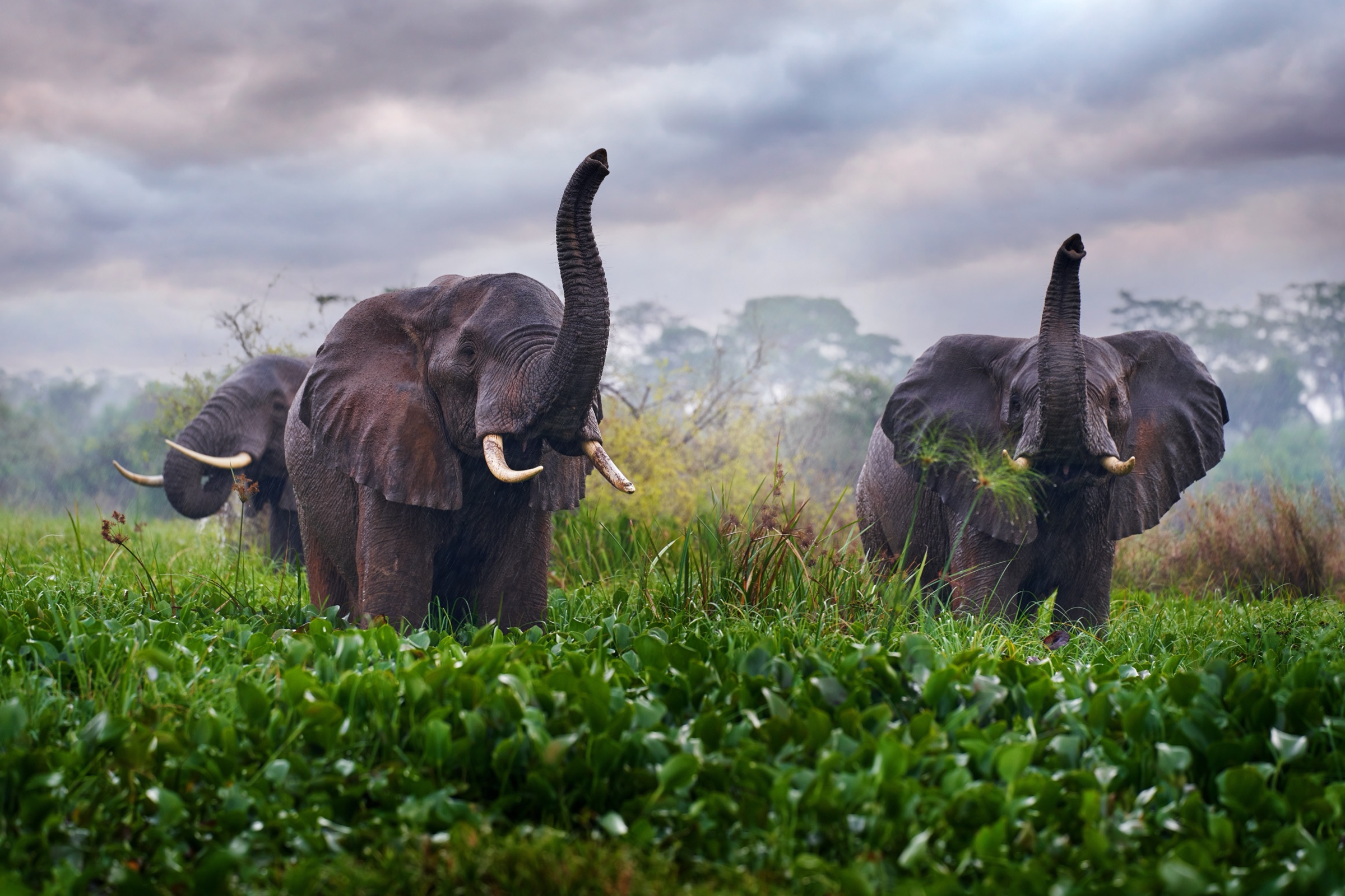 Two elephants raising their trunks in tall grass near Victoria Falls.