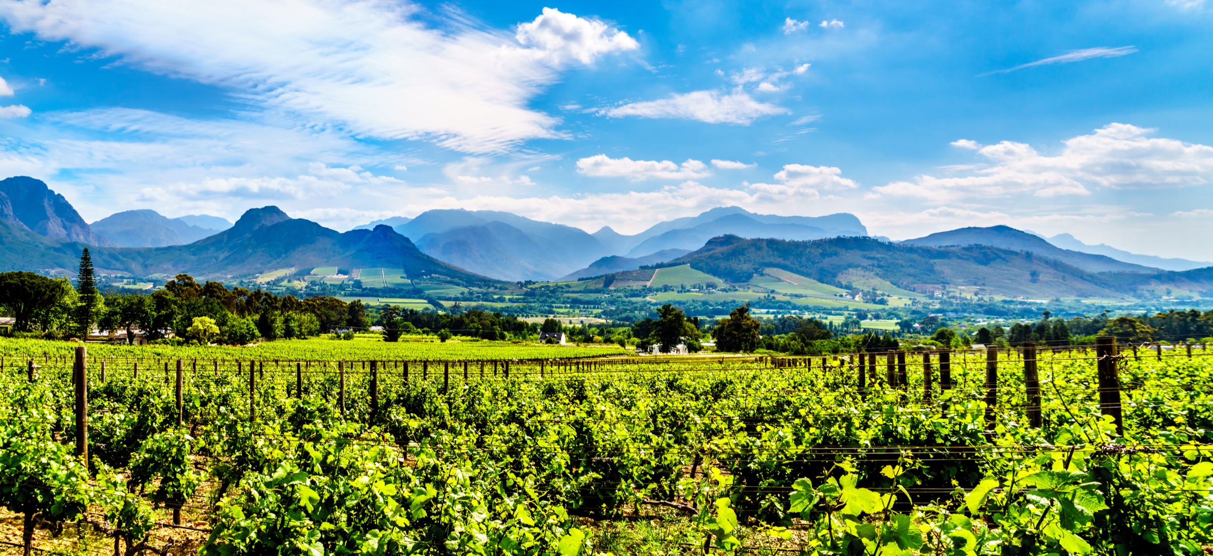 Cape Winelands panorama, vineyards rolling toward the Stellenbosch mountains.