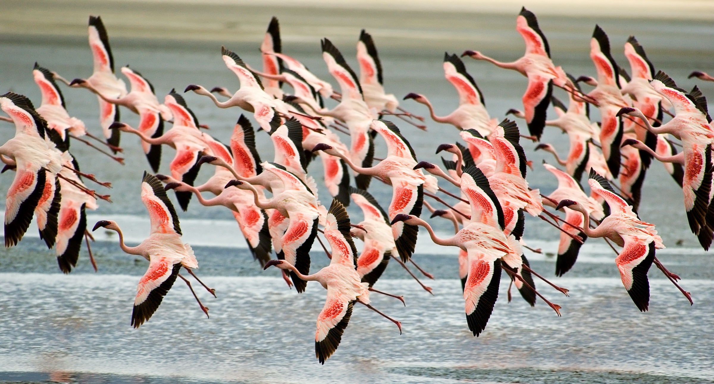 A flock of pink flamingos in flight above a Rift Valley soda lake.