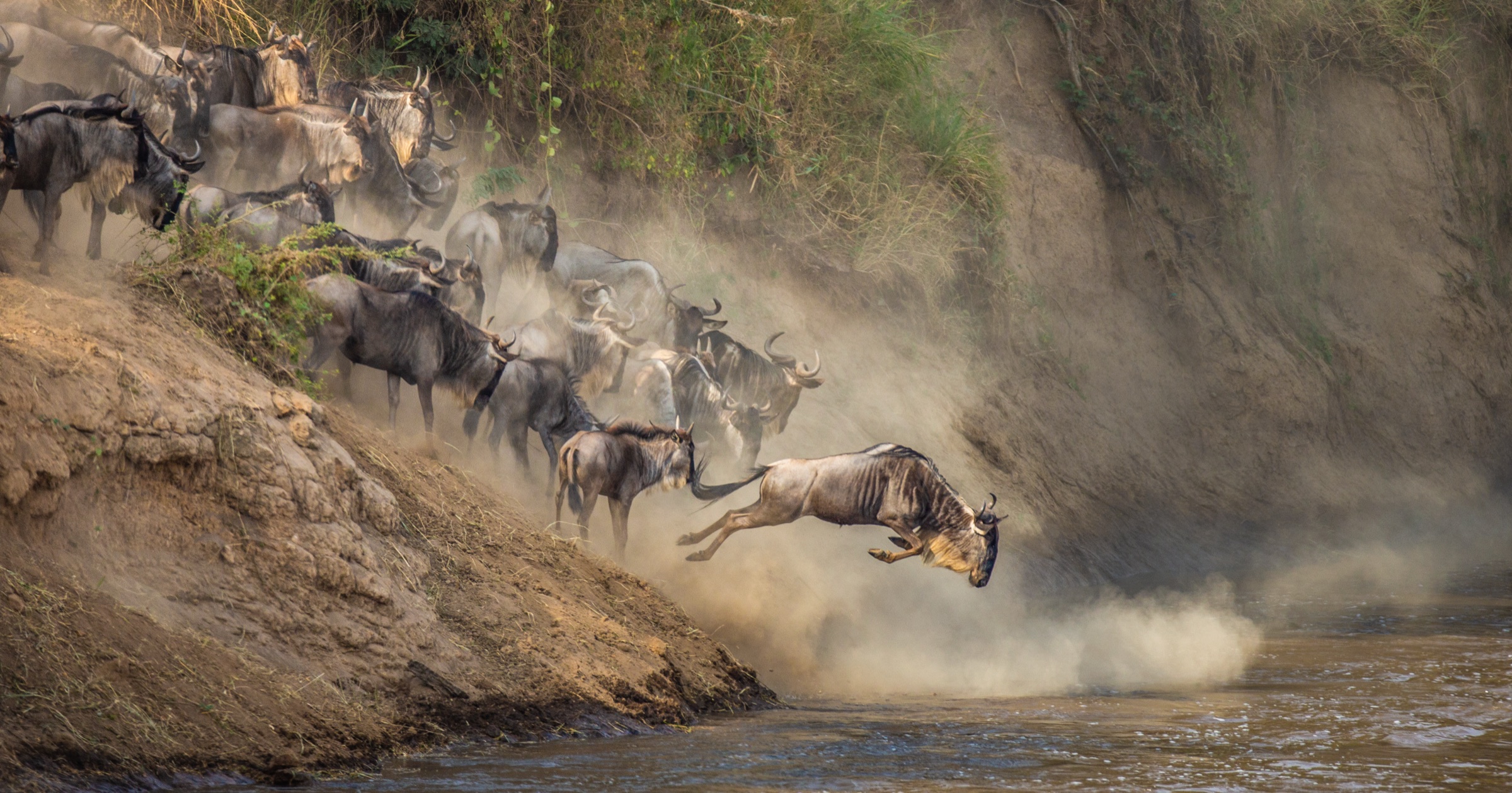 A wildebeest leaping into the Mara River during the Great Migration.