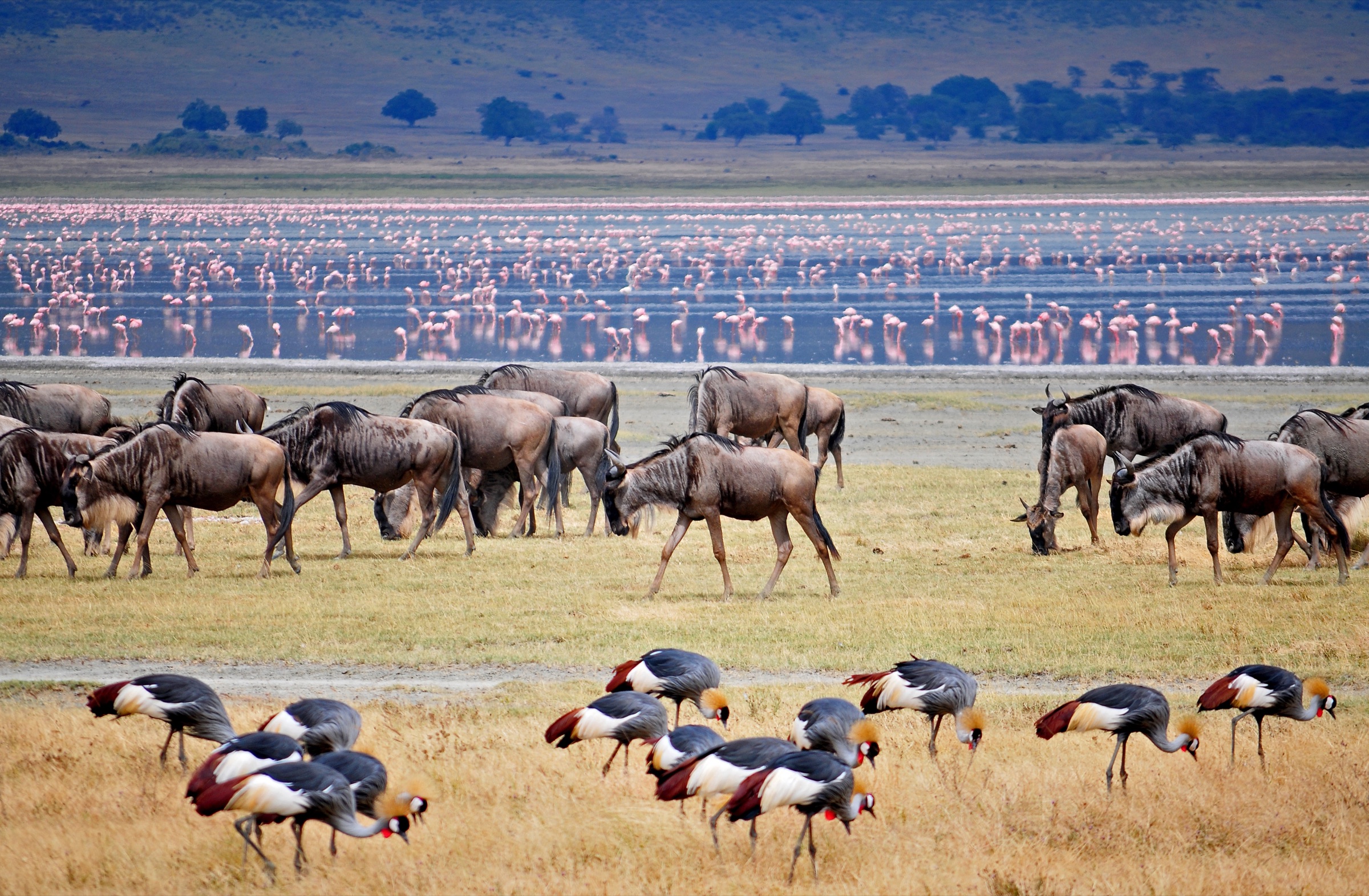 The Great Migration crossing the Serengeti plains, wildebeest in their thousands.