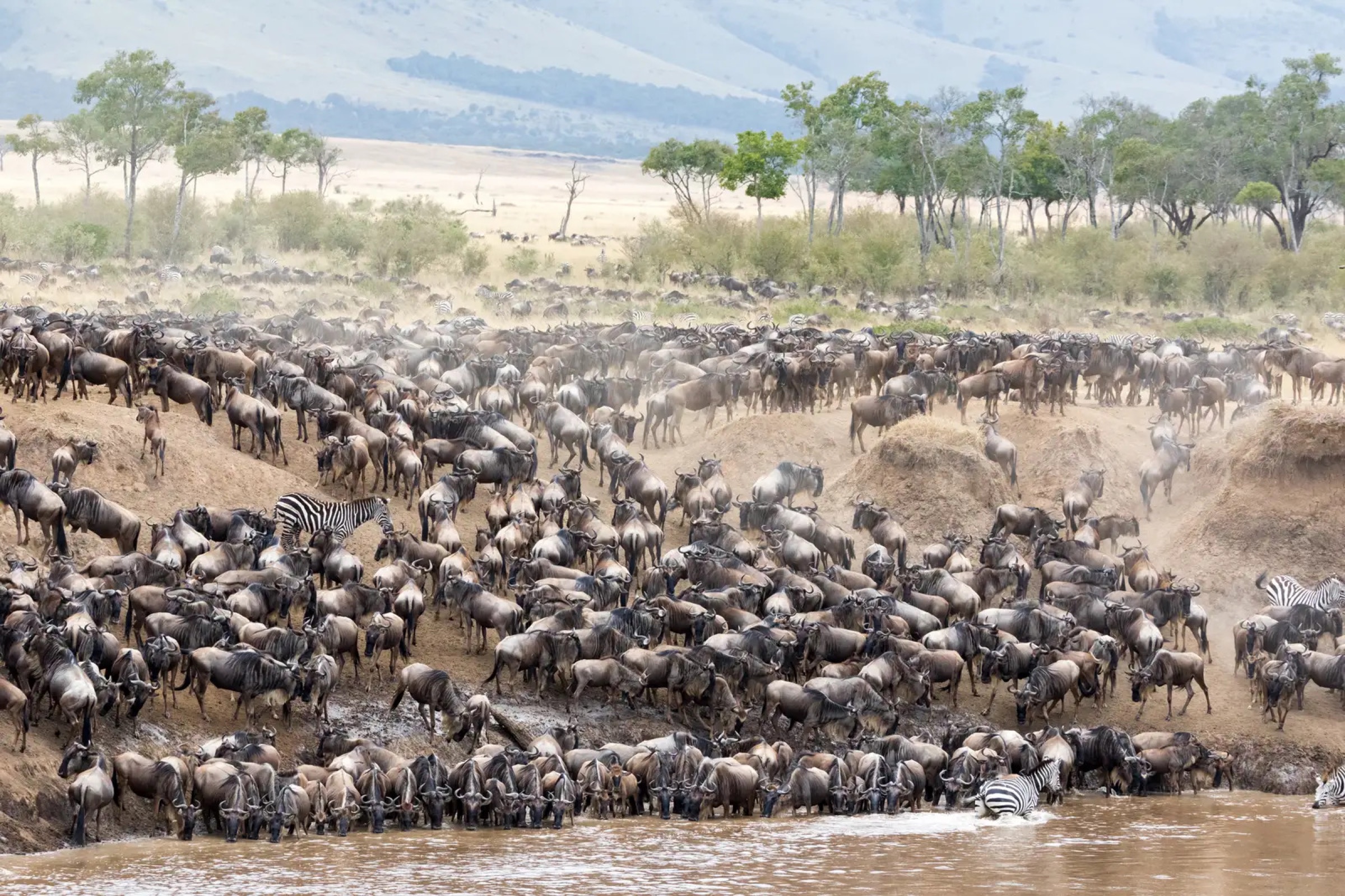 Zebra and wildebeest mingling on the Serengeti plains during the migration.