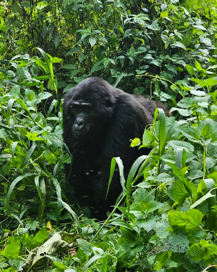 A silverback mountain gorilla in the dense foliage of the Bwindi rainforest.