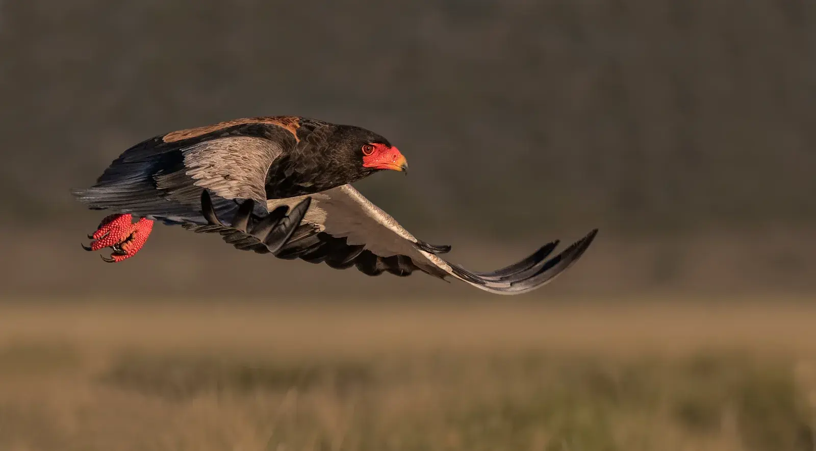 Bateleur Bushveld Camp