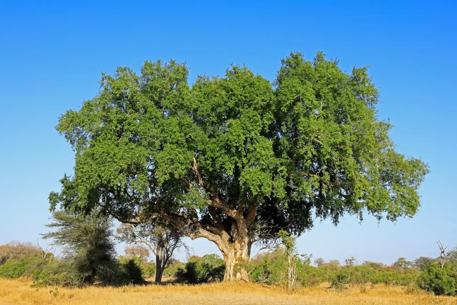 Biyamiti Bushveld Camp