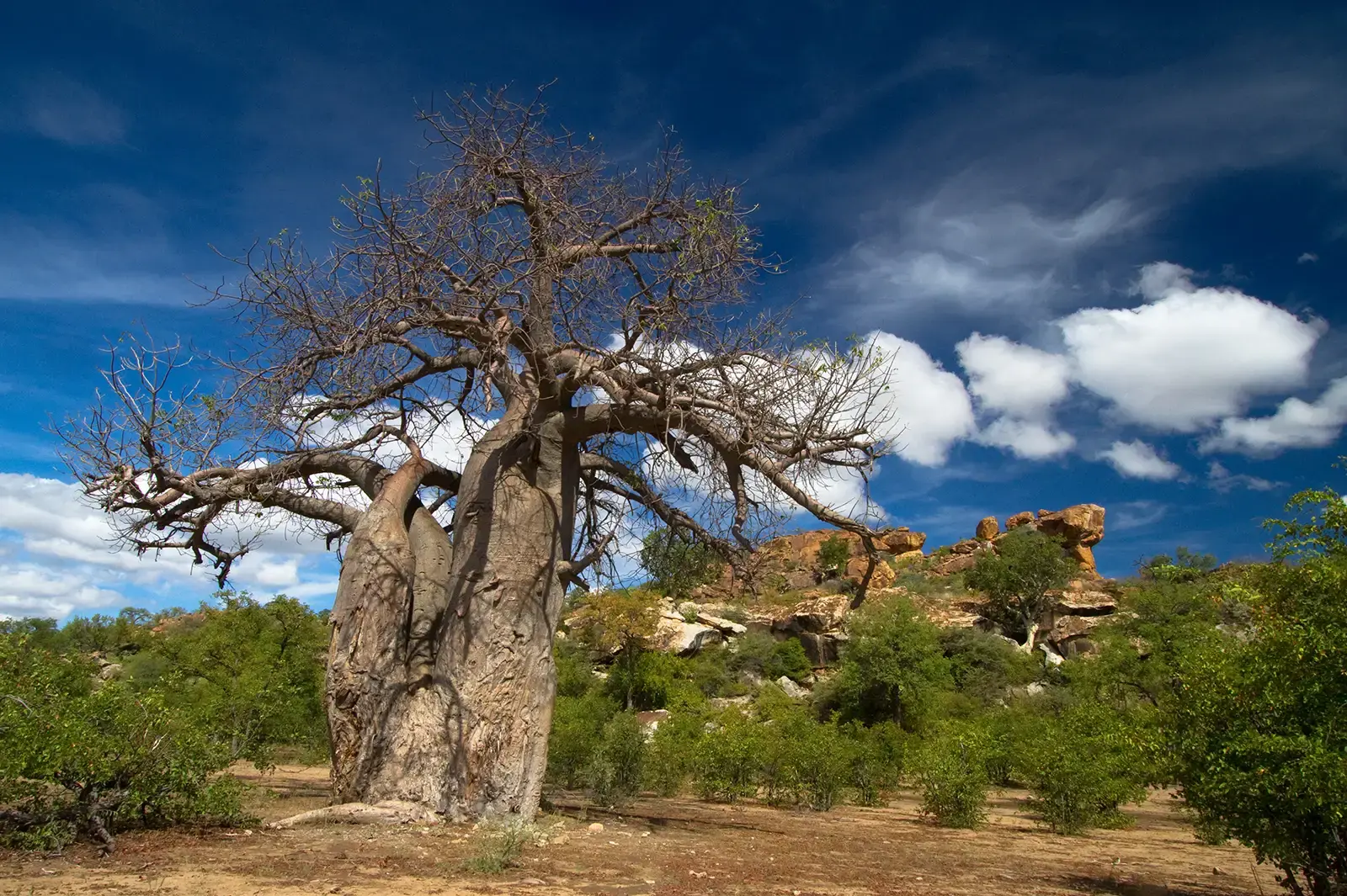 Limpopo Forest Tented Camp