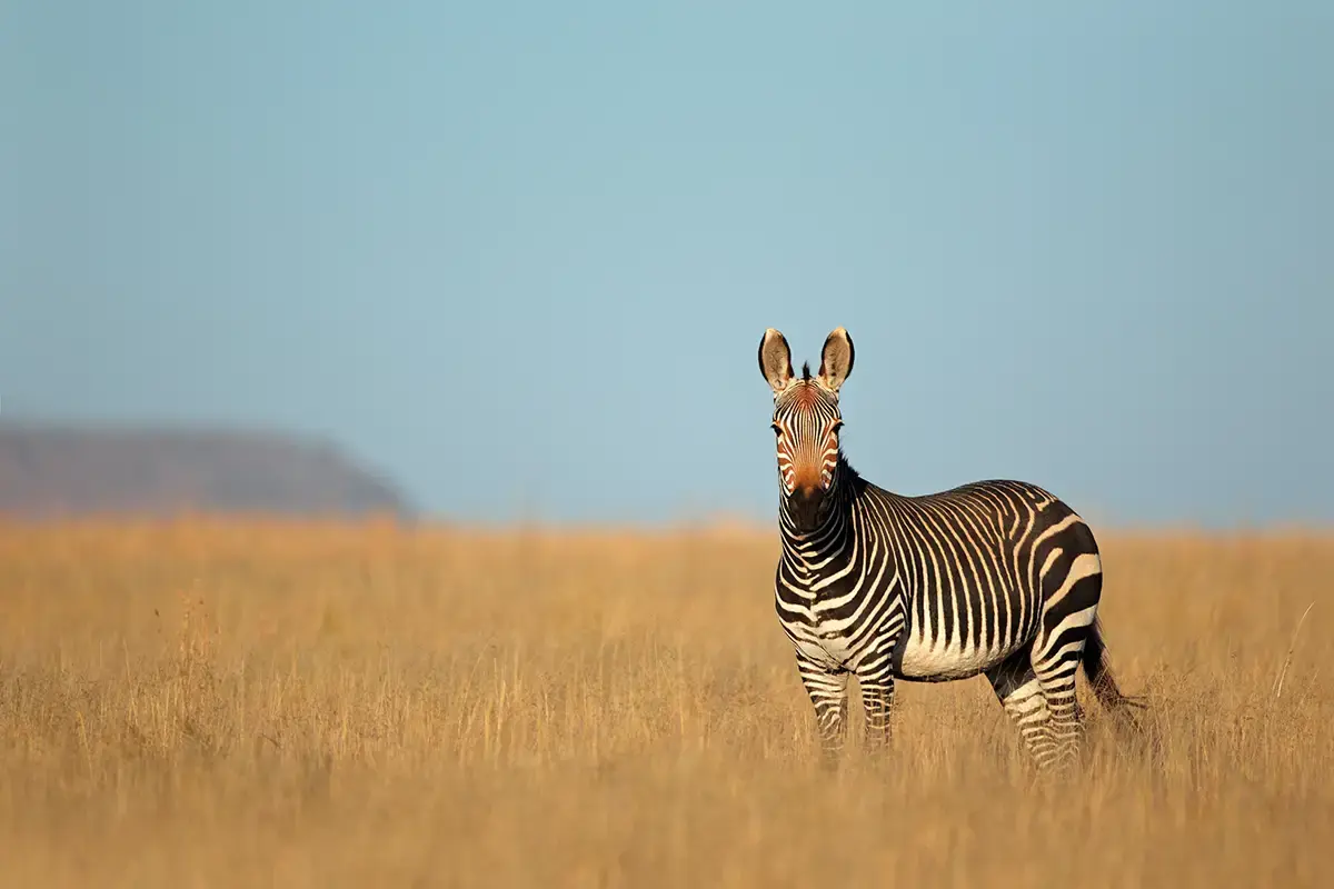 Mountain Zebra National Park