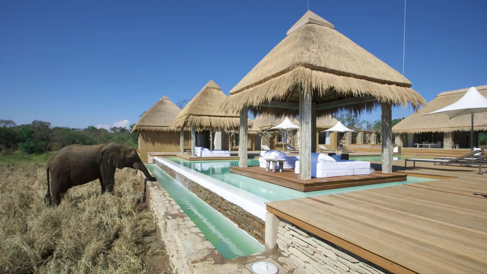 Elephant drinking from the pool at Kapama River Lodge