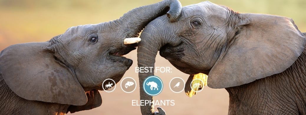 National Parks in South Africa - Addo