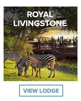 zebras on the grass royal livingstone