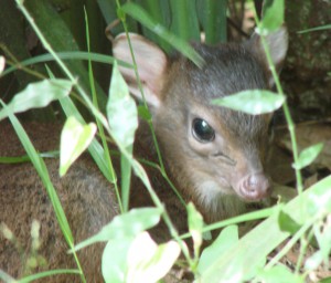 daisy on her first day in the enclosure
