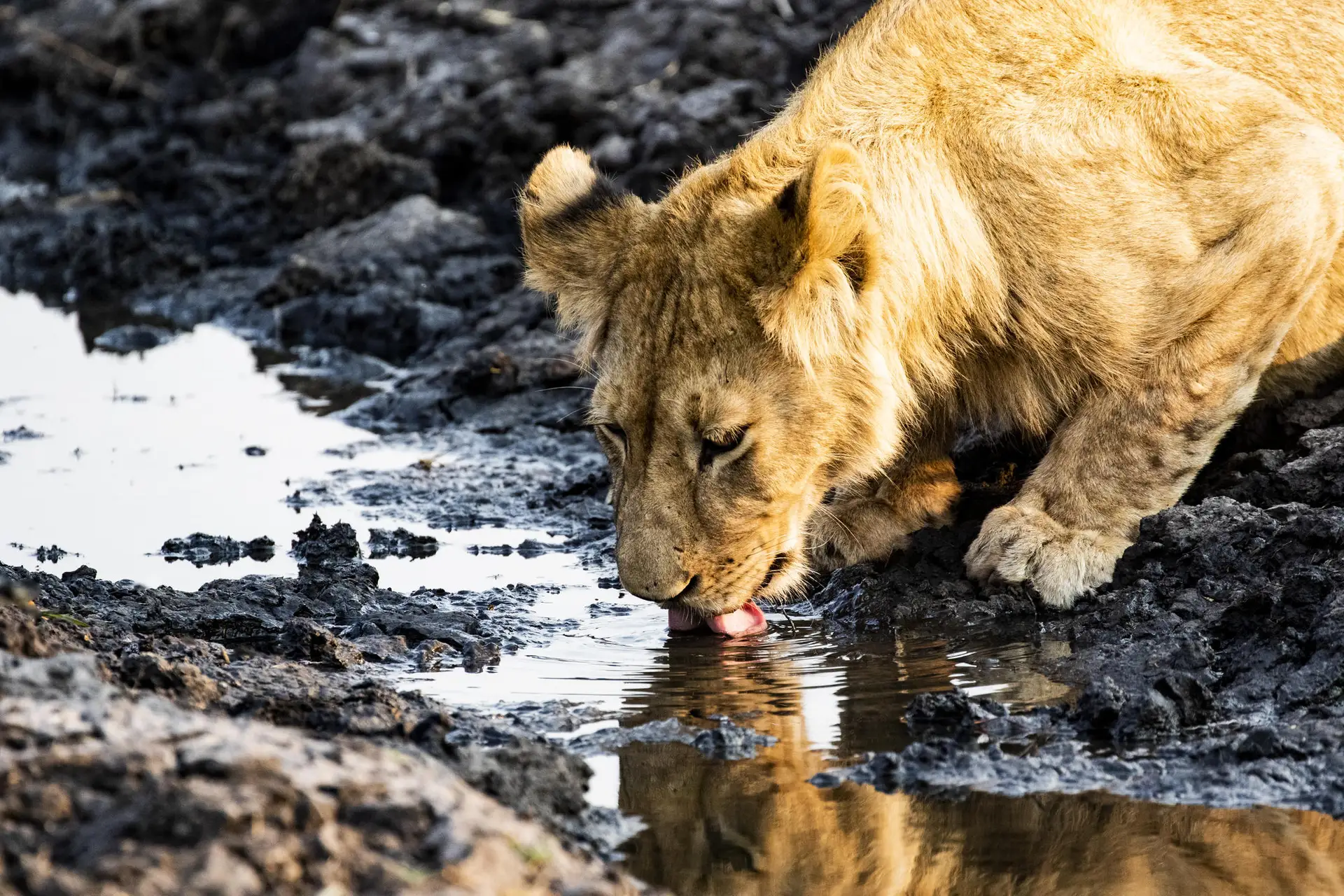 Busanga Safari Bush Camp - safari lodge in Kafue National Park
